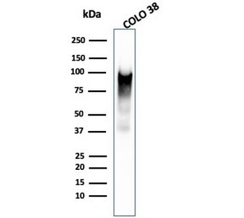 PMEL17 / Melanoma gp100 Antibody