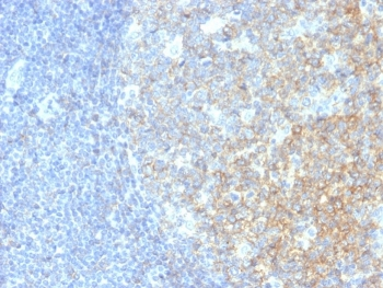 CD40 Antibody