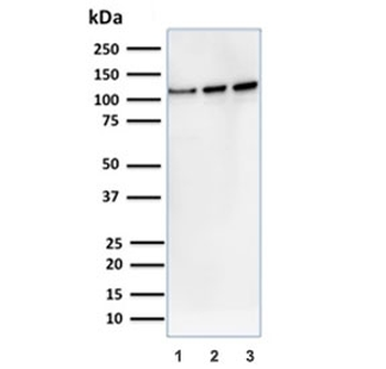 Vinculin Antibody