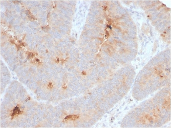 Secretory Component p85 Antibody / ECM1