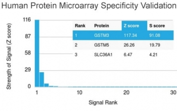 GSTM3 Antibody / Glutathione S-Transferase mu 3