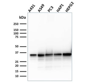 APE1 Antibody / APEX1