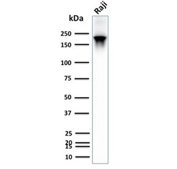 CD45RB Antibody (B-cell marker)