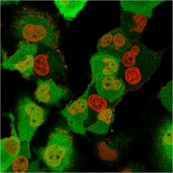 S100A4 Antibody / FSP1