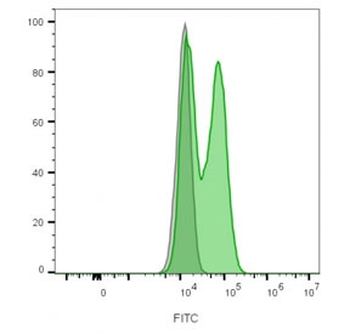 NCAM / CD56 Antibody