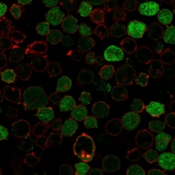 Bcl10 Antibody