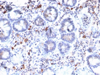 MUC3 Antibody