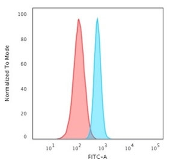 SPTBN2 Antibody / Spectrin beta III