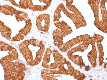 Annexin A1 Antibody