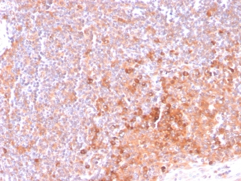 OX40 Antibody / CD134