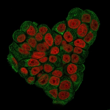 CD47 Antibody / IAP / Integrin Associated Protein