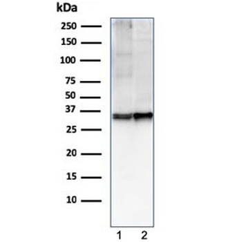CD47 Antibody / IAP / Integrin Associated Protein