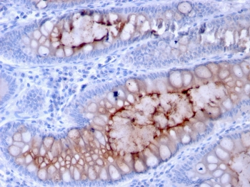 MUC4 Antibody / Mucin-4