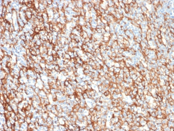 CD73 Antibody