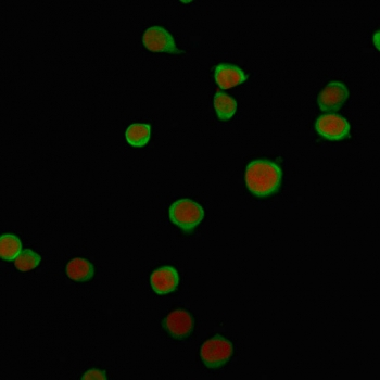 PD-L2 Antibody / Programmed death ligand 2 / CD273