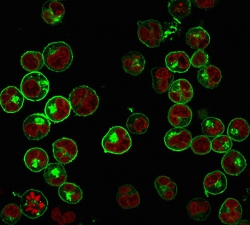 Pan-HLA Antibody (MHC II)