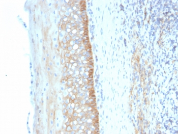 CD73 Antibody