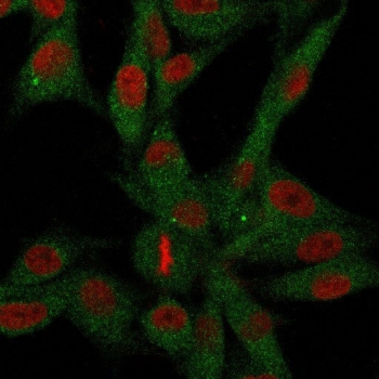 CD73 Antibody
