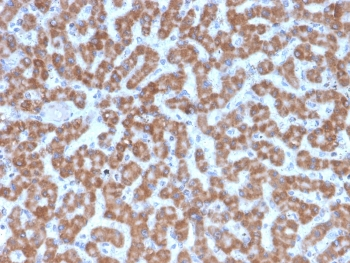 Prohibitin Antibody / PHB