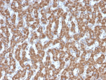 Prohibitin Antibody / PHB