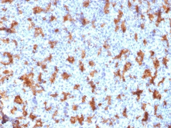 CD11c Antibody / ITGAX