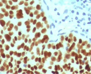 SOX2 Antibody