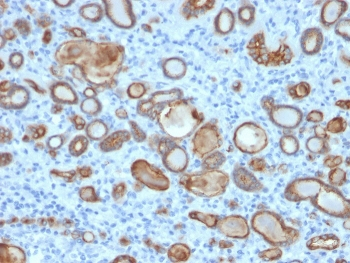 Occludin Antibody