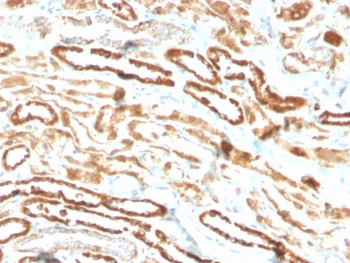 Erythropoietin Antibody / EPO