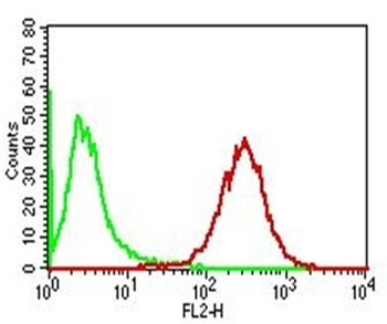 Adipophilin Antibody / Perilipin 2 / ADRP / PLIN2