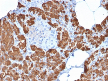 Carboxypeptidase A1 Antibody / CPA1