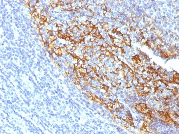 CD35 Antibody