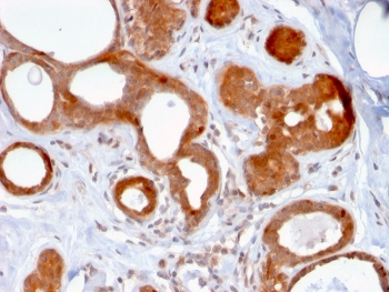 ZNF690 Antibody / ZSCAN29