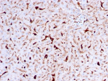 Cathepsin K Antibody / CTSK