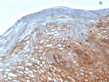 Drebrin 1 Antibody