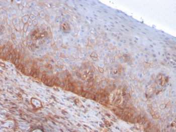 Drebrin 1 Antibody