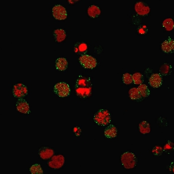 CD21 Antibody