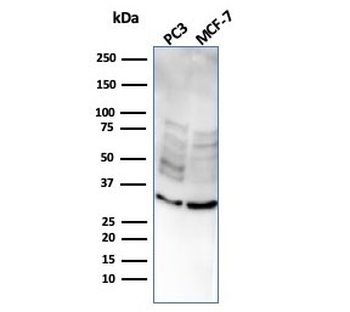 NKX2.8 Antibody