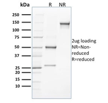 CLEC9A Antibody
