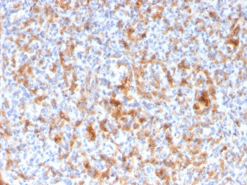 Granzyme B Antibody