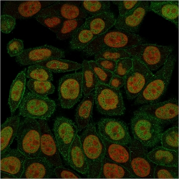 Annexin A1 Antibody