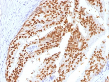 FOXA1 Antibody