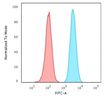 HSP60 Antibody