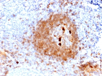 IgM Heavy Chain Antibody