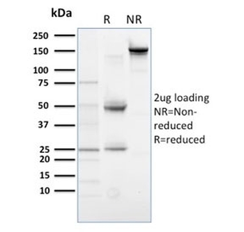 PLK1 Antibody