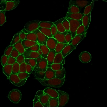 EpCAM Antibody