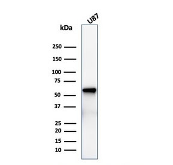 NGF Receptor Antibody / p75NTR / CD271