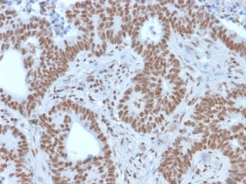 NRF1 Antibody / Nuclear Respiratory Factor 1