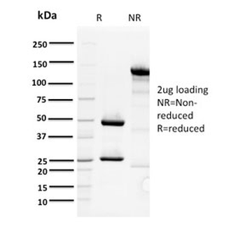 ORC1 Antibody / Origin Recognition Complex 1