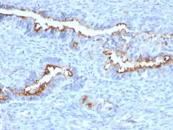 Podocalyxin Antibody / PODXL