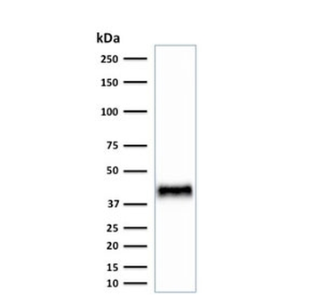 BMI1 Antibody